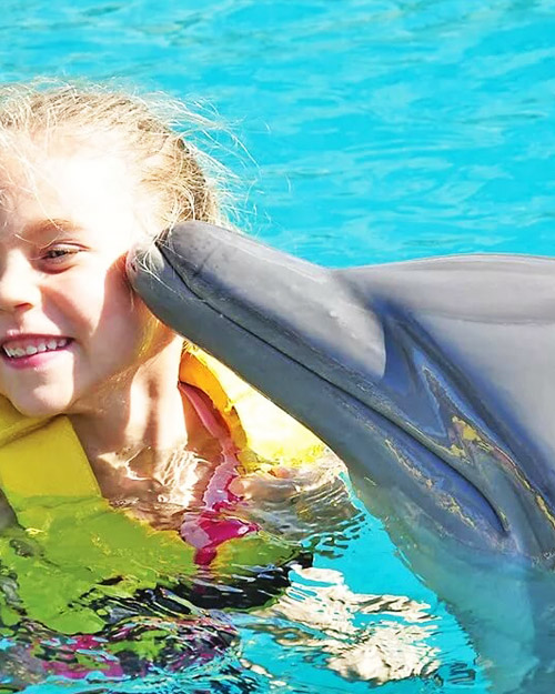 Swimming with Dolphins in Sharm El Sehikh