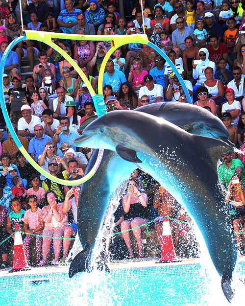 Dolphin Show in Sharm El Sheikh