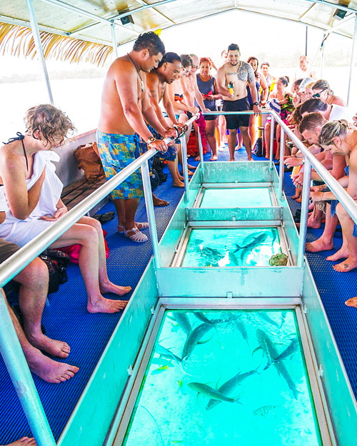 Glass Bottom Boat - Sharm El Sheikh